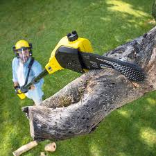 Best Fruit Tree Pruning  in Woodcreek, TX