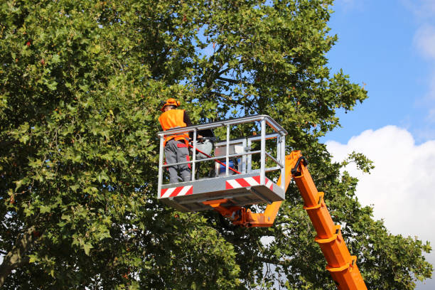 Tree and Shrub Care in Woodcreek, TX