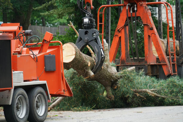 Reliable Woodcreek, TX Tree Removal Solutions