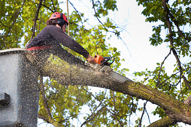 Best Root Management and Removal  in Woodcreek, TX